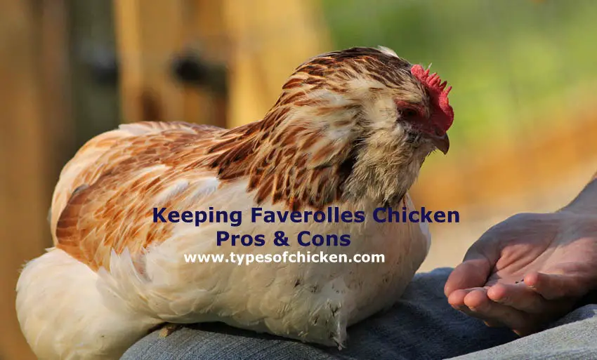 Pros & Cons About Keeping Faverolles Chicken!