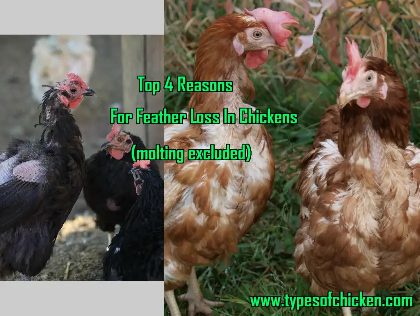 Top 4 Reasons Why Chickens Lose Feathers (molting excluded)