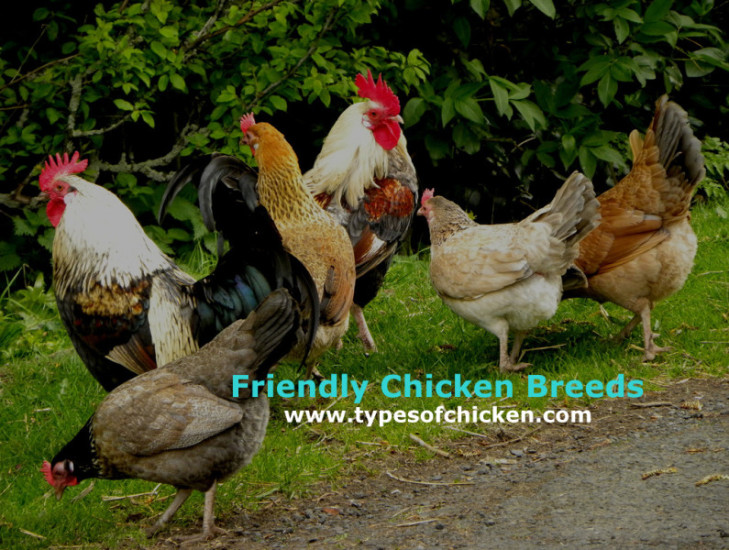 5 Family – Friendly Chicken Breeds!