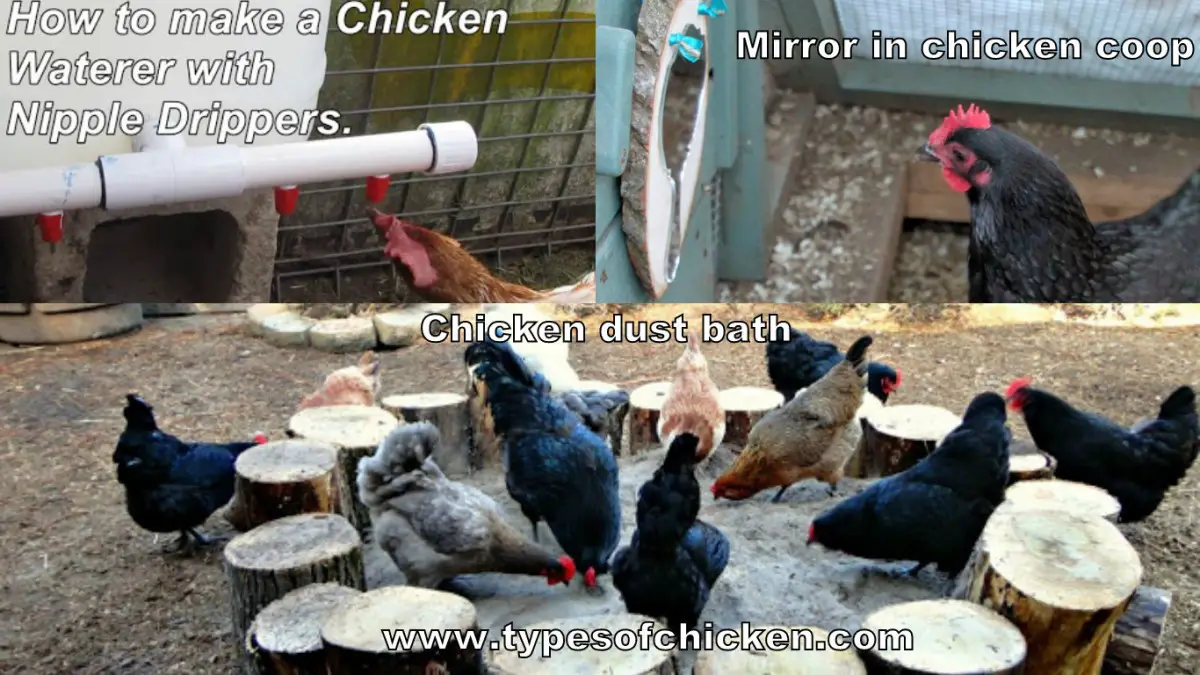 3 Ways to Improve Your Chicken Coop – DIY Projects!