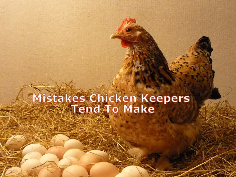 Mistakes Chicken Keepers Tend To Make