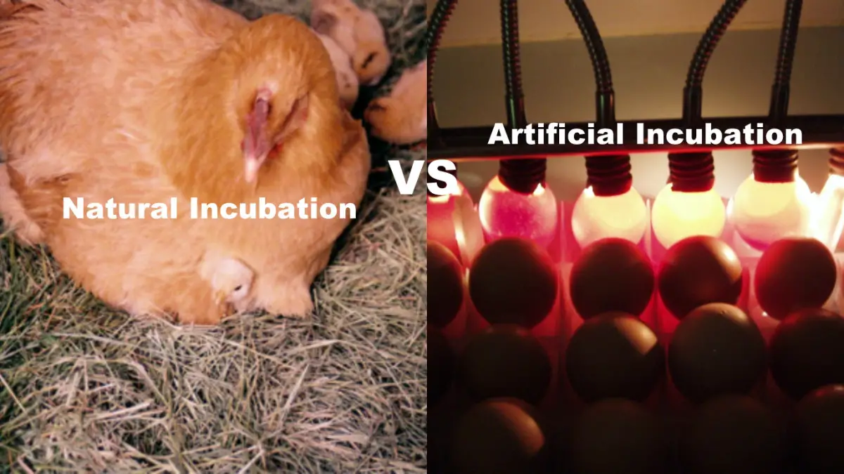 Natural Or Artificial Incubation – Which One Is For Your Eggs?