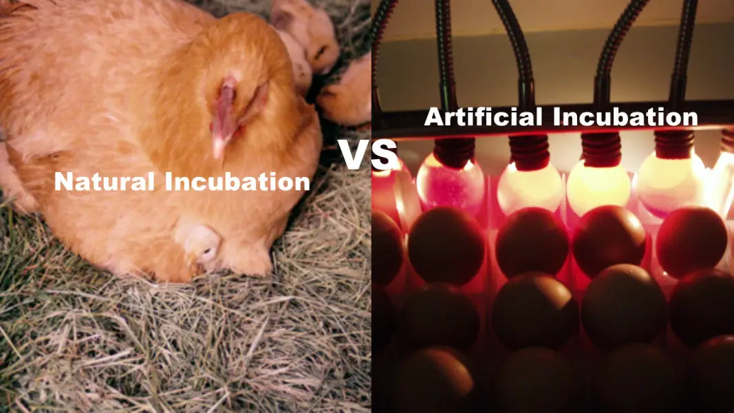 Natural Or Artificial Incubation