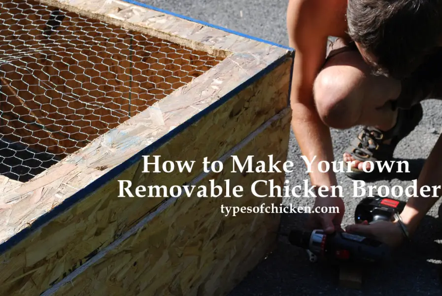How to Make Your own Movable Chicken BROODER – DIY Project!