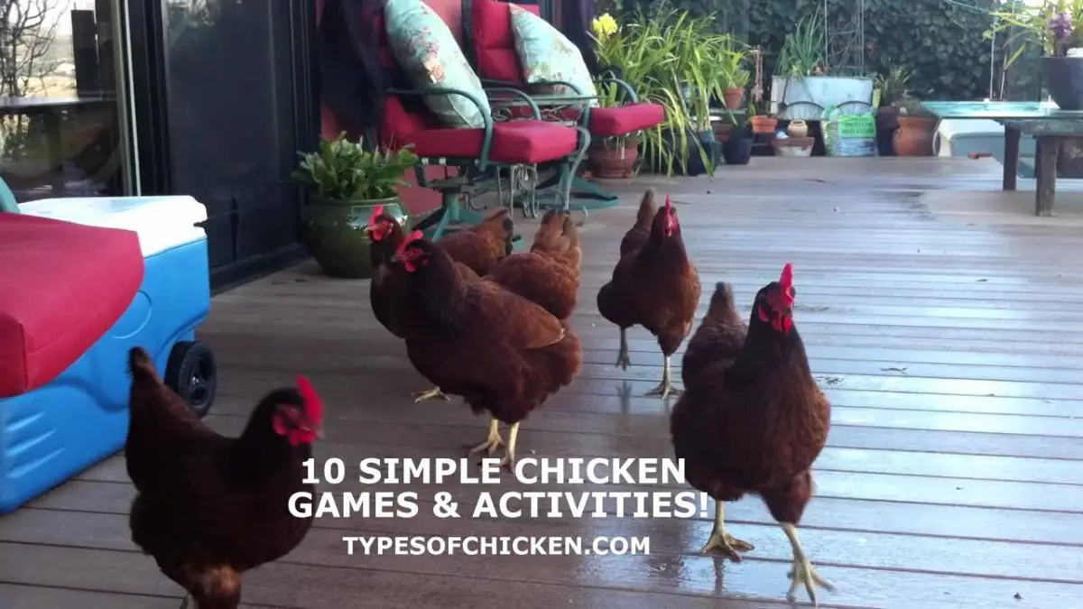 11 Simple Games and Activities For Your chickens!