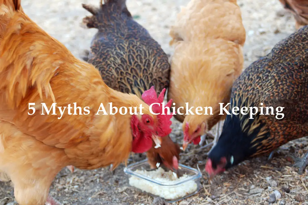 5 Myths About Chicken Keeping