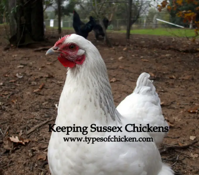 PROS & CONS About Keeping Sussex Chickens!