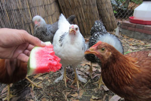 Watermelon Treats To Give To Your Chickens