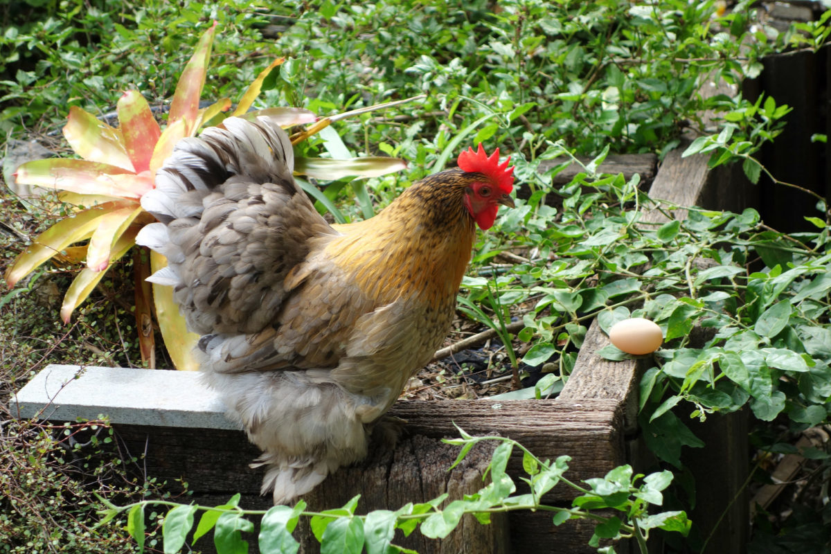When To Expect Your Hen To Lay