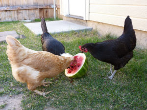 Watermelon Treats To Give To Your Chickens