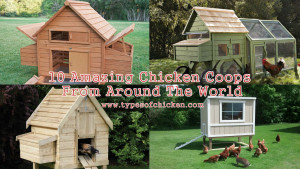 10 Amazing Chicken Coops From Around The World
