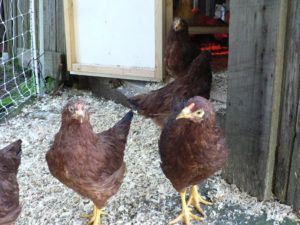 Buckeye Chickens