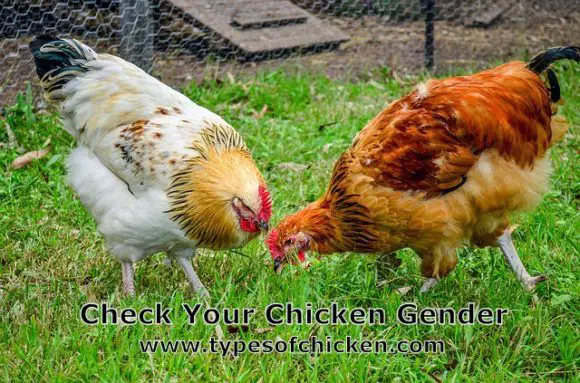 Check Your Chicken Gender