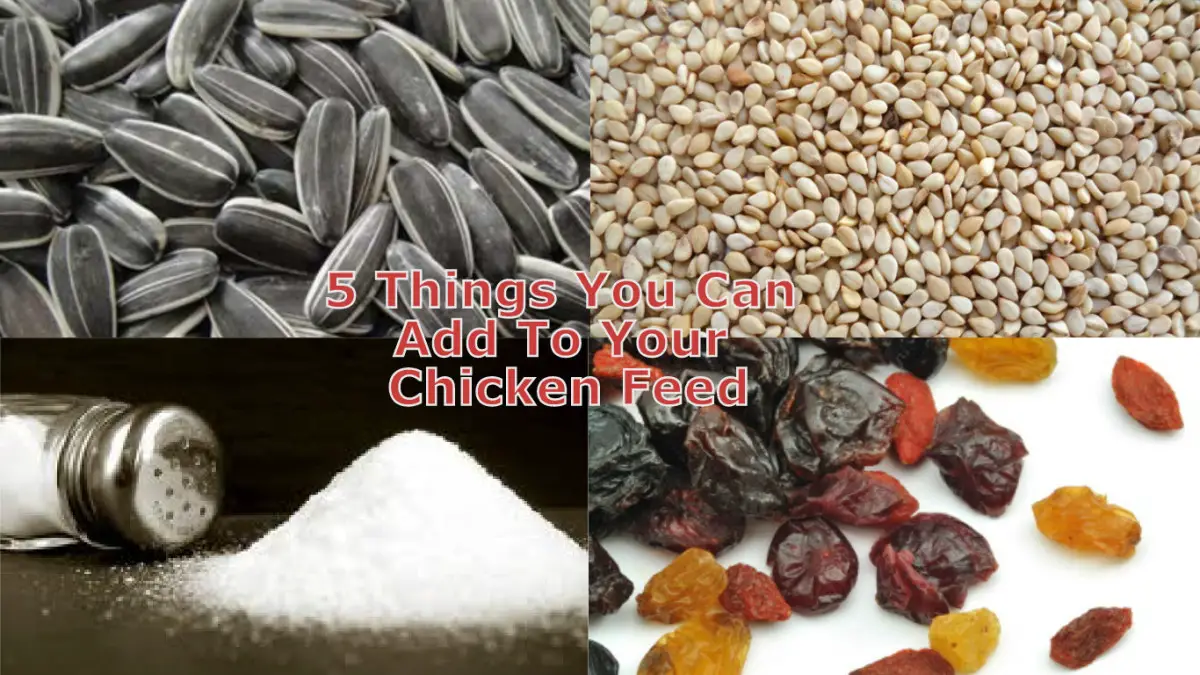 5 Things You Can Add To Your Chicken Feed!