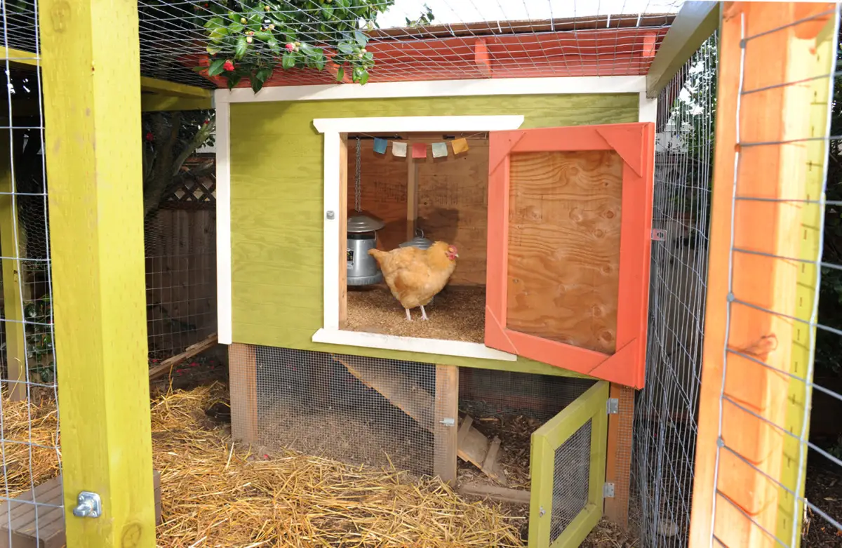 Which Building Materials Are Safe And Which Are Not For Chickens To Peck At!