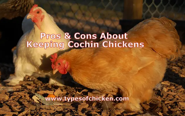 Pros & Cons About Keeping Cochin Chickens!