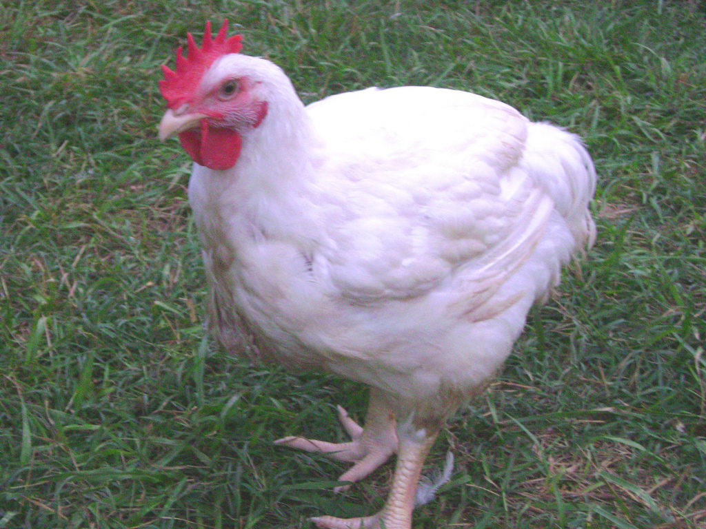 Cornish Cross chickens are an excellent option for reducing the risk of tick infestation. 