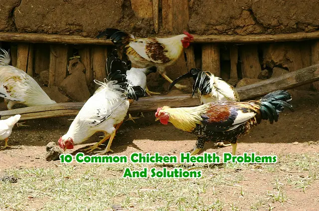 Common Chicken Health Problems and solutions