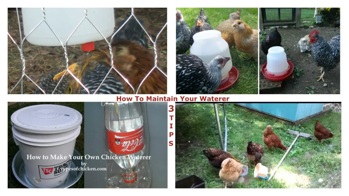 How To Maintain Your Waterer And Keep The Water Uncontaminated – 3 Tips