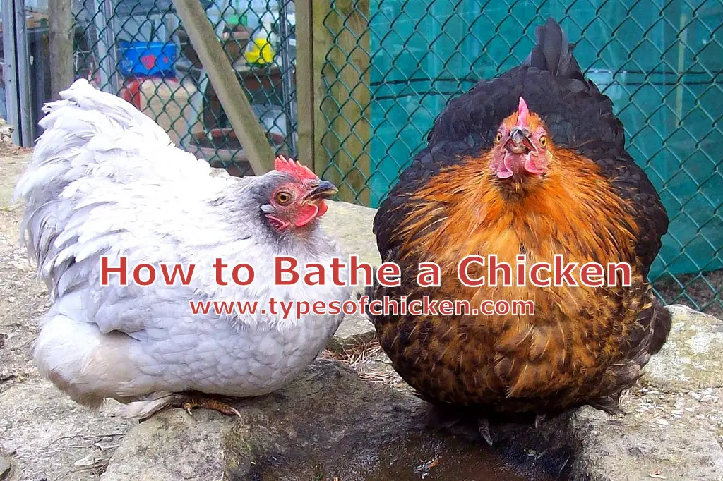 How to Bathe a Chicken