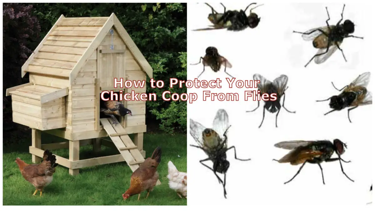 How to get rid of flies in a chicken coop