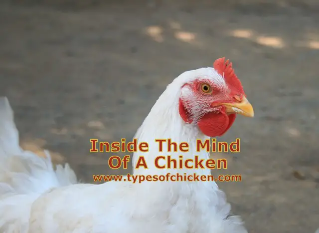 Inside The Mind Of A Chicken