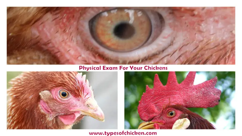 Physical Exam For Your Chickens