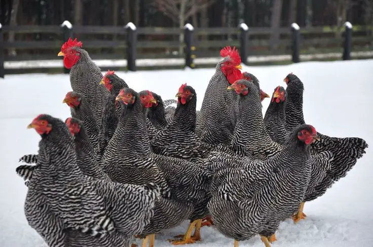For tick control, Plymouth Rock chickens are an effective breed. 