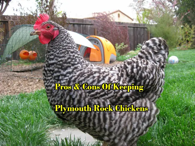 Plymouth Rock Chickens