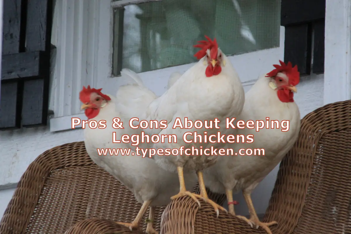 Pros & Cons About Keeping Leghorn Chickens!