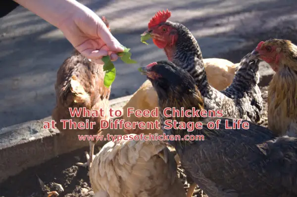 What to Feed Chickens at Their Different Stage of Life?