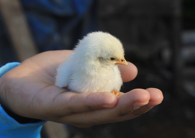 how to care for baby chickens