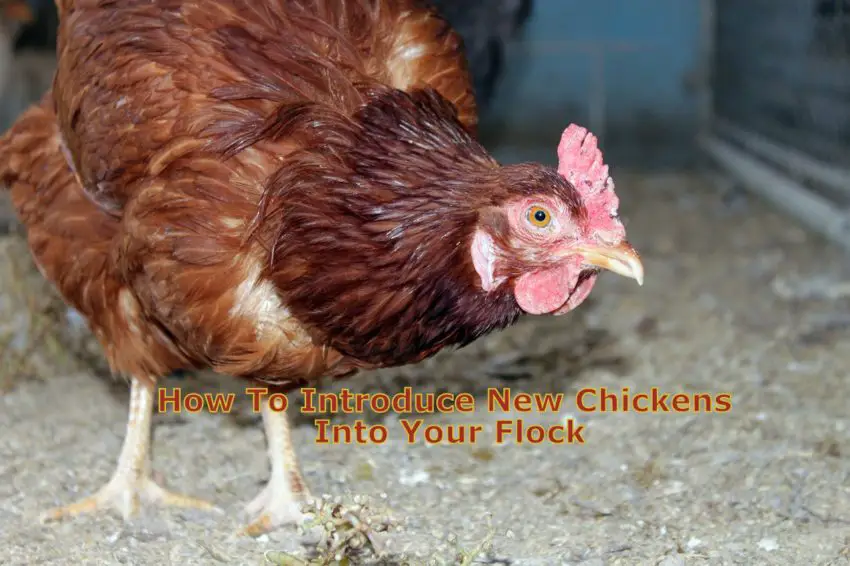 How To Introduce New Chickens Into Your Flock