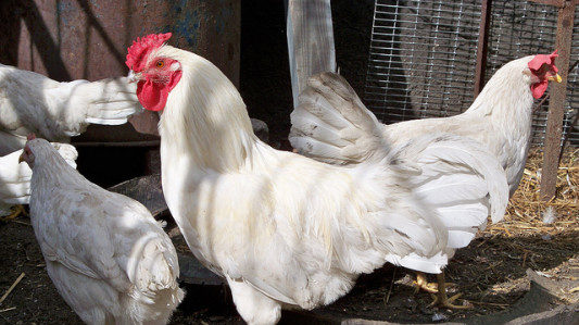 Choosing a Chicken Breed to Raise