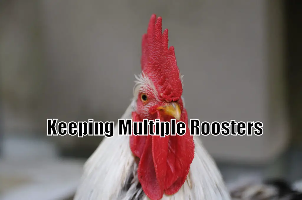 Keeping Multiple Roosters