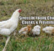 Stress In Young Chicks - Causes & Prevention!