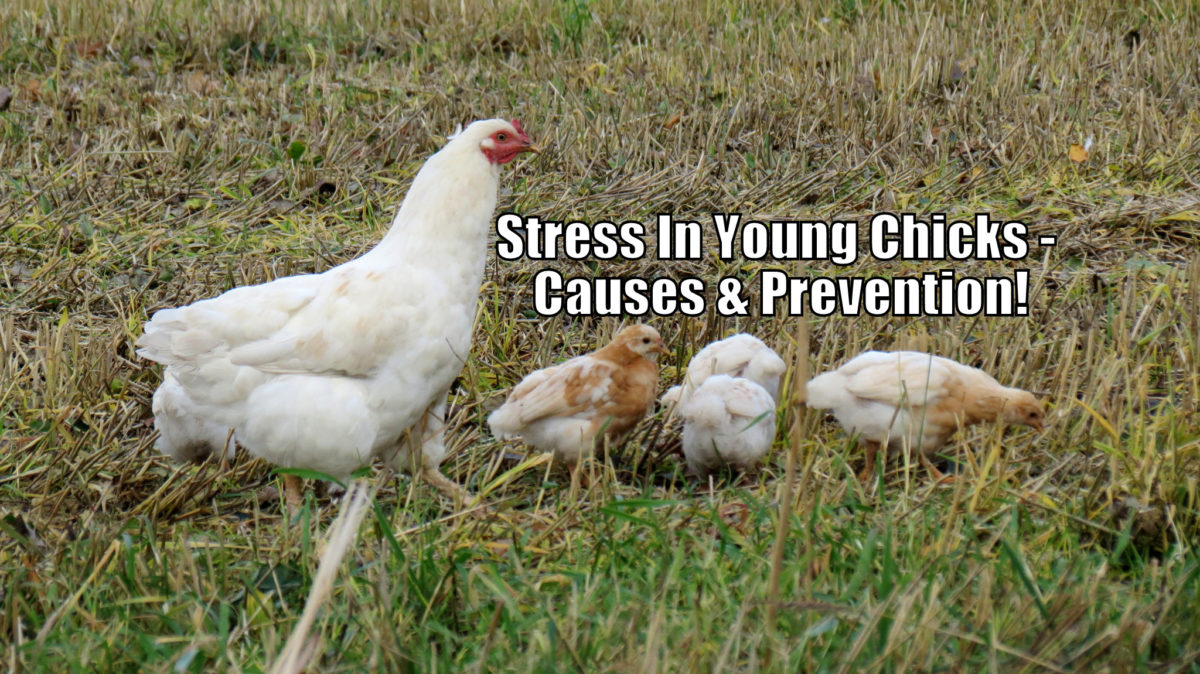 Stress In Young Chicks - Causes & Prevention!