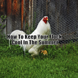 Hotter and hotter days are coming and it is almost time for every chicken keeper to prepare his flock and their coop for the summer.