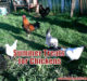 3 Summer Treats for Chickens!!!