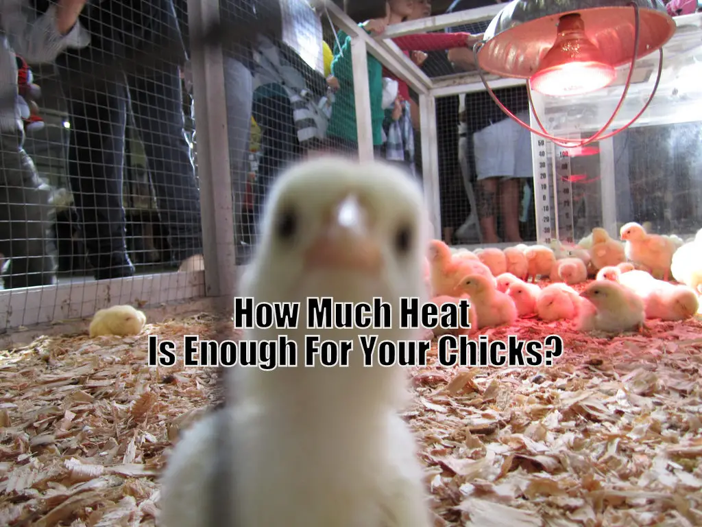 How Much Heat Is Enough For Your Chicks