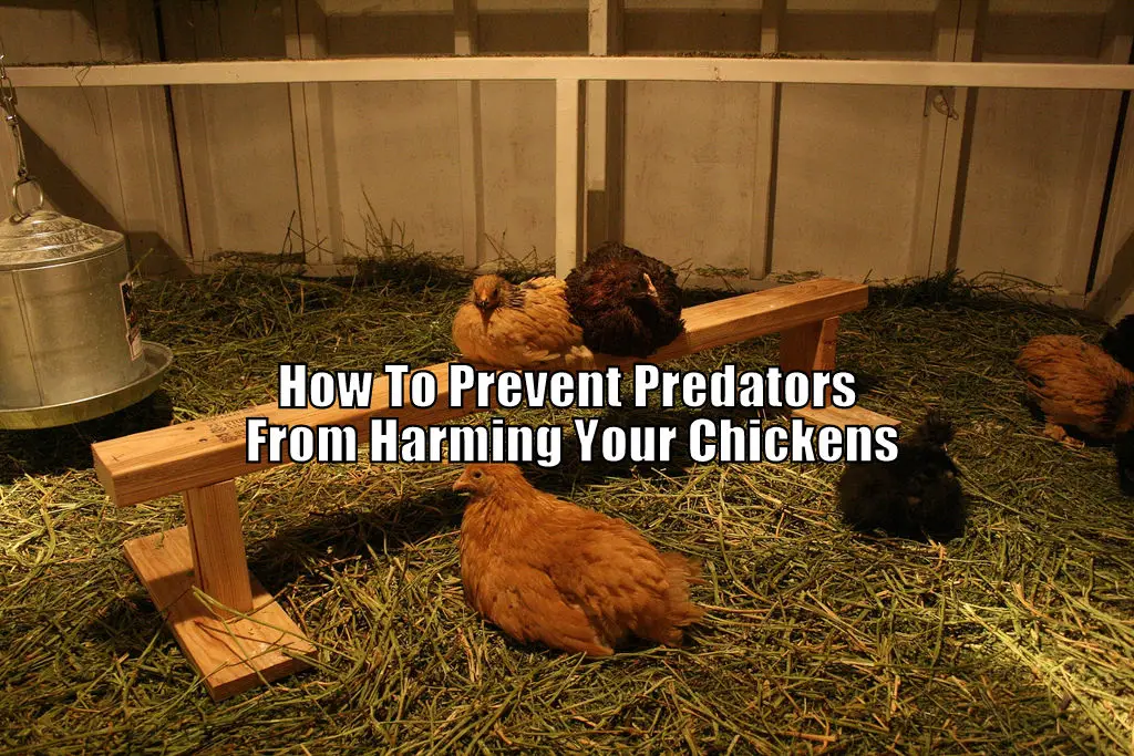 How To Prevent Predators From Harming Your Chickens