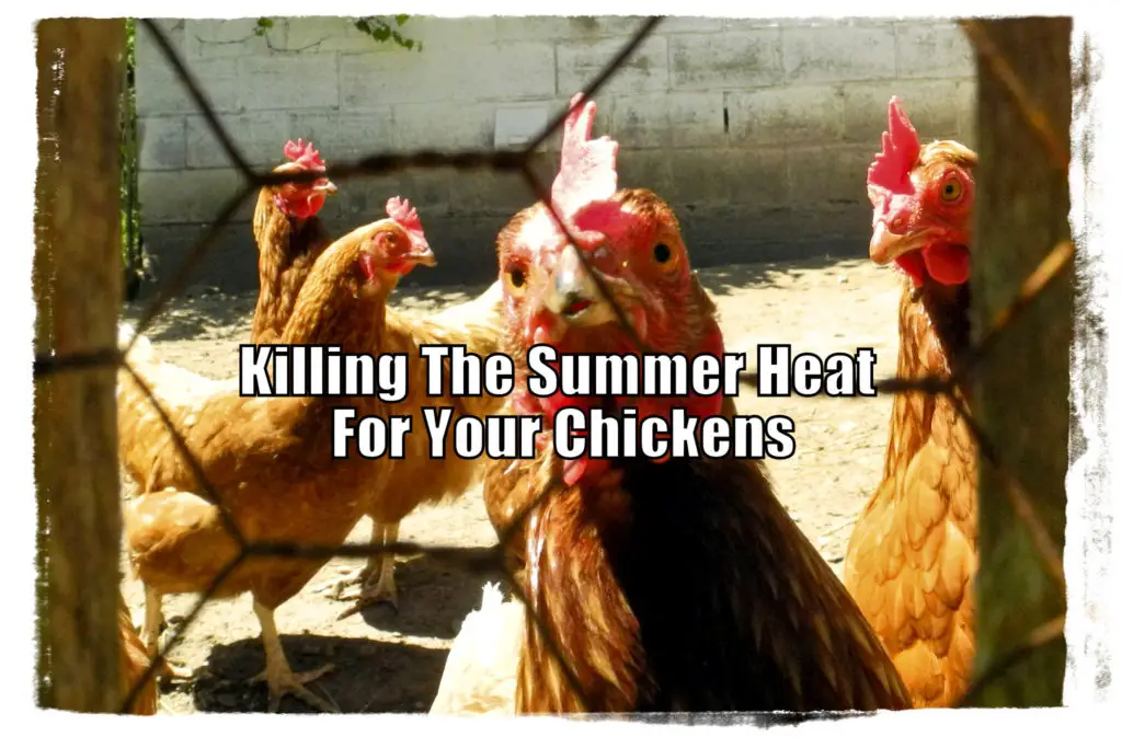 Killing The Summer Heat For Your Chickens