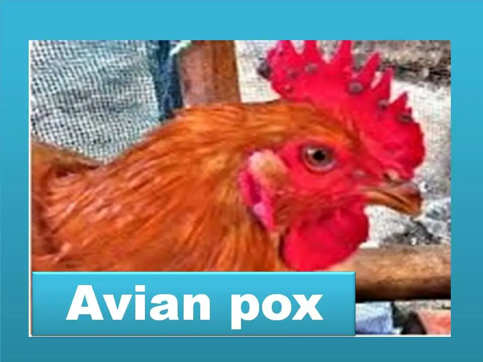 Avian Pox In Your Chickens