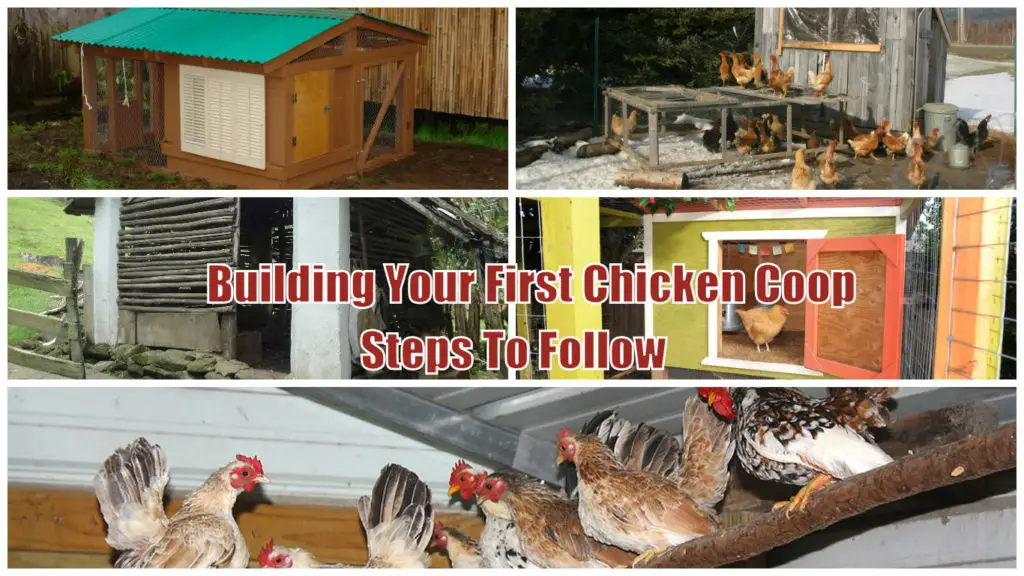 Building Your First Chicken Coop