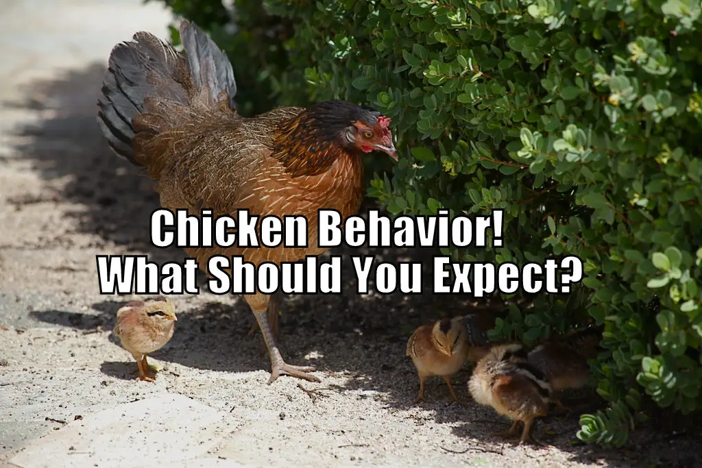 Chicken Behavior - What Should You Expect