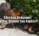Chicken Behavior - What Should You Expect