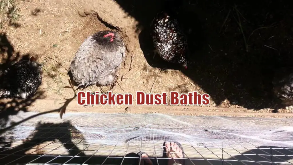Chicken Dust Baths