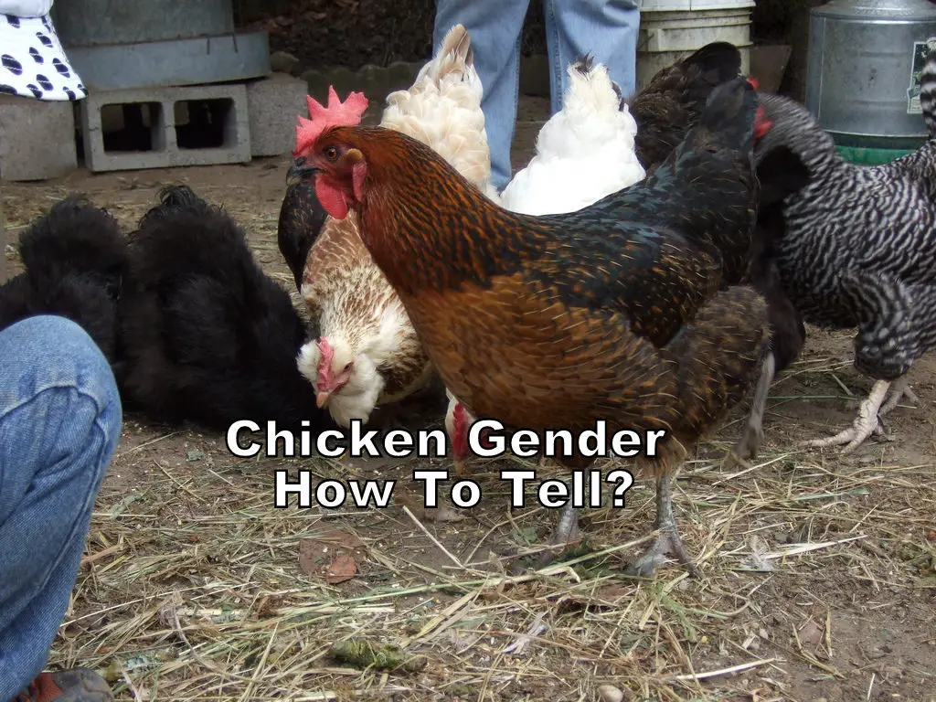 Chicken Gender - How To Tell