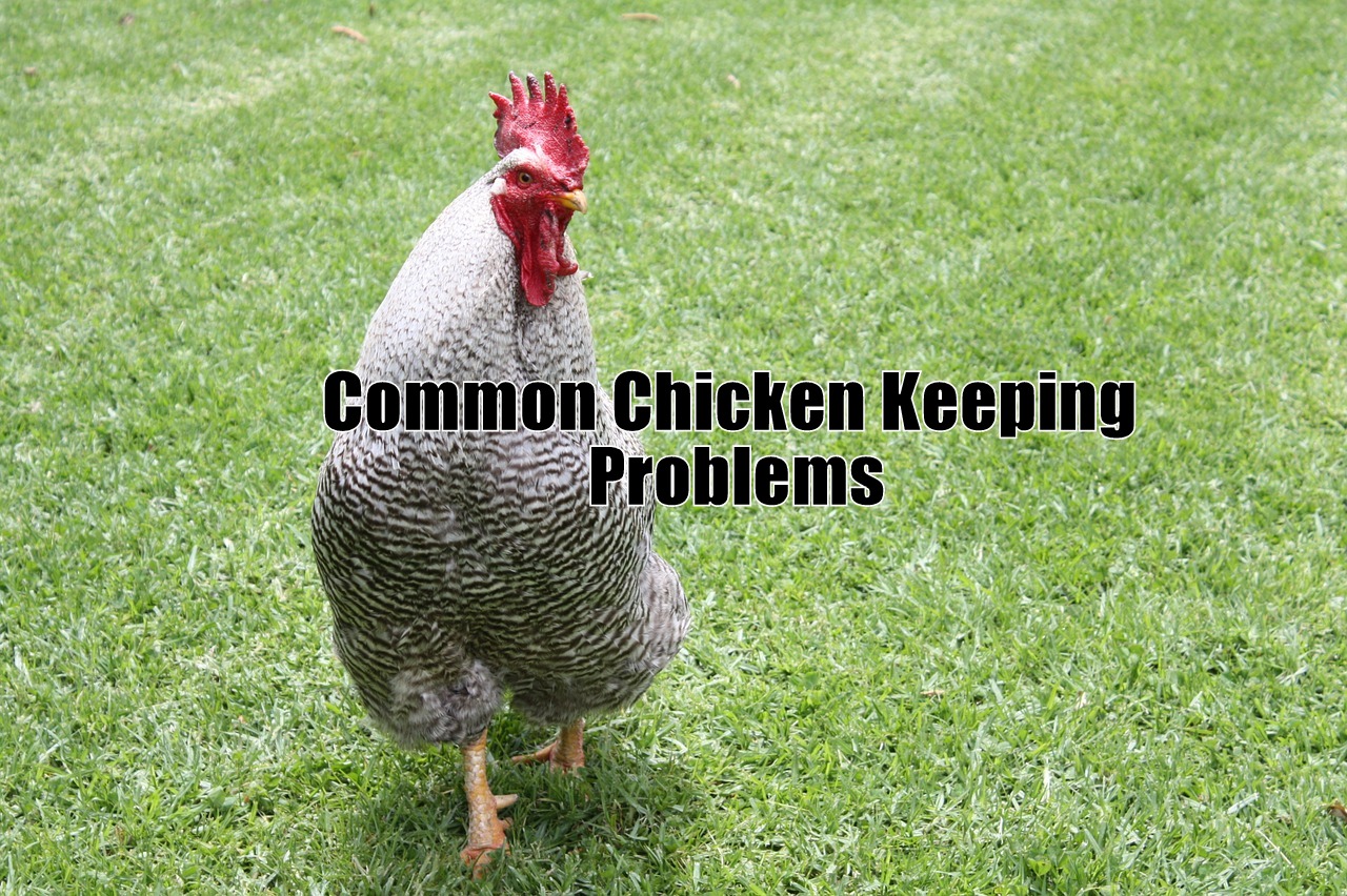 Common Chicken Keeping Problems