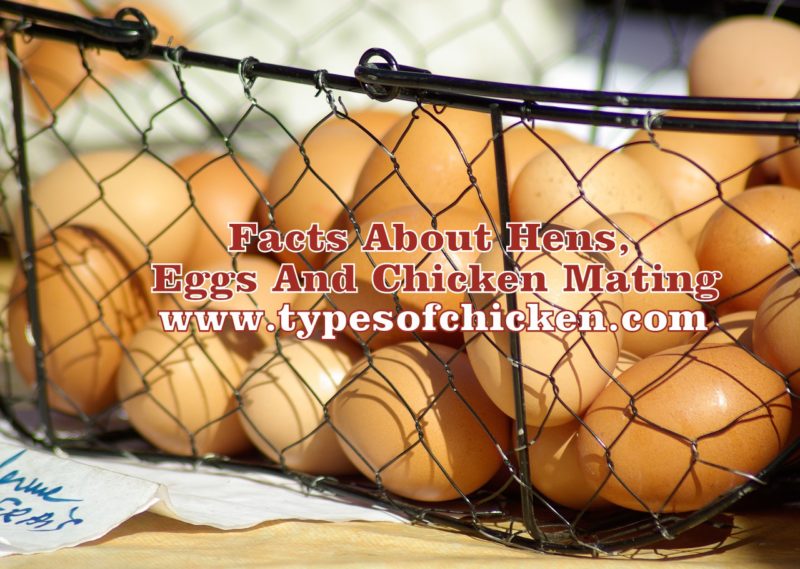 Facts About Hens, Eggs And Chicken Mating
